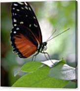 Butterfly Royalty Canvas Print