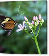 Butterfly4 Canvas Print