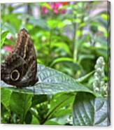 Butterfly5 Canvas Print