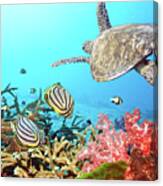Butterflyfishes And Turtle Canvas Print