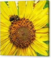Buzz Word-sunflower Canvas Print