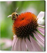 Buzzing The Coneflower Canvas Print