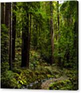 By The Stream In Muir Woods Canvas Print
