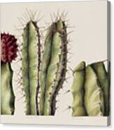 Cacti Canvas Print