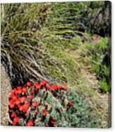 Crimson Barrel Cactus Canvas Print