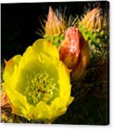 Cactus Blossom Canvas Print
