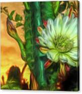 Cactus Flower At Sunrise Canvas Print