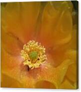 Cactus Flower Sharing Space Canvas Print