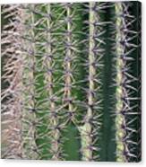 Cactus Thorns Canvas Print