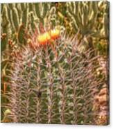 Cactus Yellowtop Canvas Print
