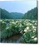 Cahaba River With Lilies Canvas Print
