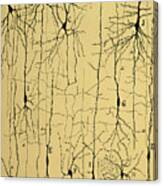 Cajal Drawing Of Microscopic Structure Of The Brain 1904 Canvas Print