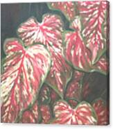 Caladiums Canvas Print