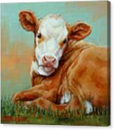 Calf Resting Canvas Print