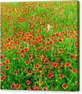 Calico Field Of Indian Paintbrush Canvas Print
