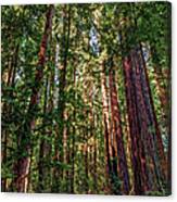 California Mountains -  Crowded Redwoods Canvas Print