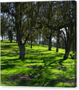 California Oak Woodland With Dappled Sunlight Canvas Print