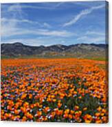 California Poppies Canvas Print