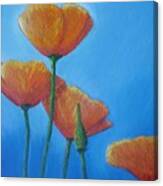 California Poppies #4 Canvas Print