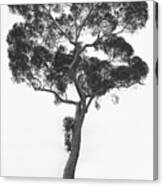California Tree Canvas Print