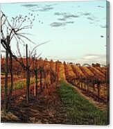 California Vineyard In Winter Canvas Print