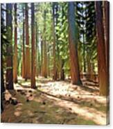 California Woods Canvas Print