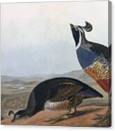 Californian Partridge Canvas Print