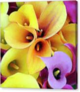 Calla Lilies Canvas Print