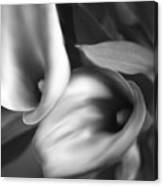 Calla Lilies2 In Square Black And White Canvas Print