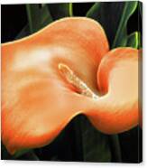 Calla Lily Canvas Print