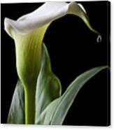 Calla Lily With Drip Canvas Print