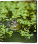 Calling Treefrog Canvas Print