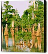 Calm Bayou Canvas Print