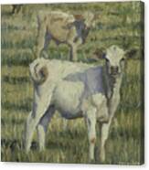 Calves In The Pasture Canvas Print