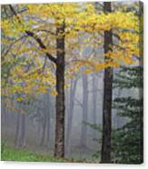 Yellow Birch Tree In Fog Canvas Print