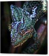 Cameleon Canvas Print