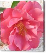 Camellia On Lace Canvas Print