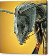 Camponotus Gigas Canvas Print