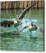 Canada Geese Chase 4906 Canvas Print