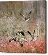Canada Geese In Flight Canvas Print