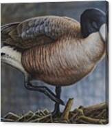 Canada Goose Canvas Print