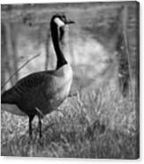 Canada Goose Black And White Canvas Print
