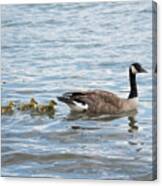 Canada Goose With Its Goslings Canvas Print