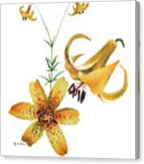 Canada Lily Composition Canvas Print