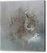 Canada Lynx Painted Canvas Print