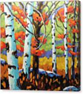 Canadian Birch Woods Canvas Print