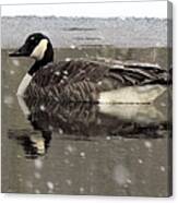 Canadian Goose In Michigan Canvas Print