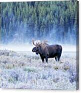 Moose In Canada Canvas Print