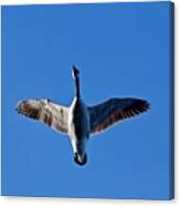 Candian Goose In Flight 1648 Canvas Print