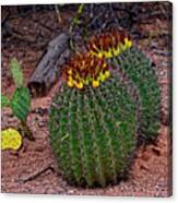 Candy Barrel Cactus H51 Canvas Print